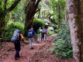 Wanderer im Regenwald auf dem Weg zum Gipfel des Kilimandscharos