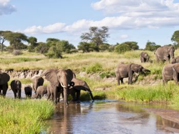 Elefanten am Fluss im Tarangire Nationalpark