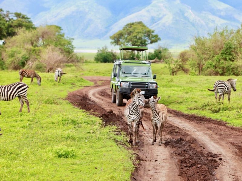 Zebras vor einem Jeep auf Safari im Ngorongoro Nationalpark