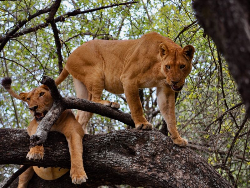 Deux lions du parc national du lac Manyara en Tanzanie jouent sur un arbre. On vous appelle les lions des montagnes.