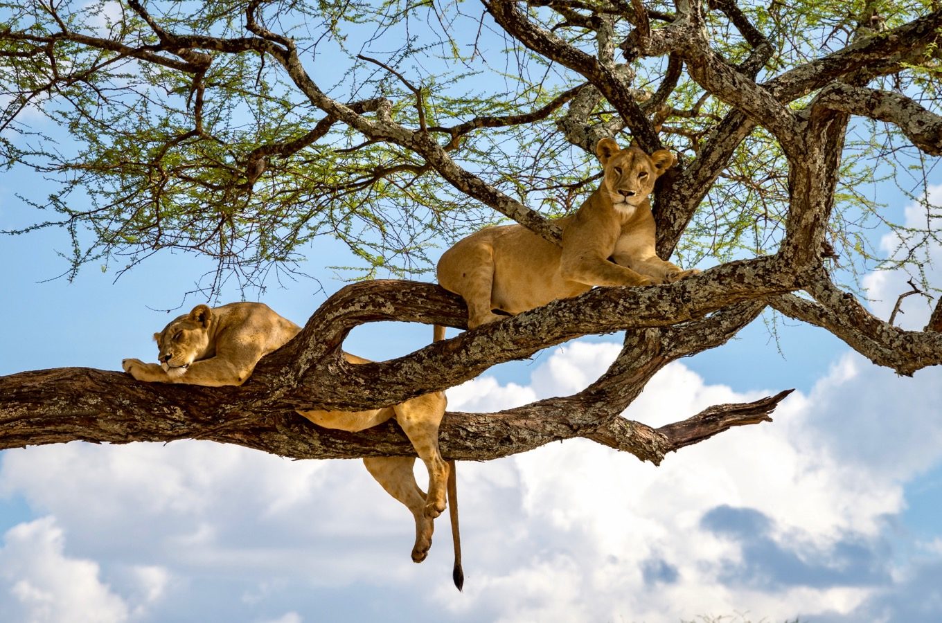 Lions lie on a tree in Lake Manyara National Park. They are also called tree lions.