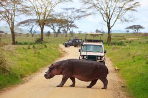 Un hippopotame traverse une route pendant un safari en Tanzanie