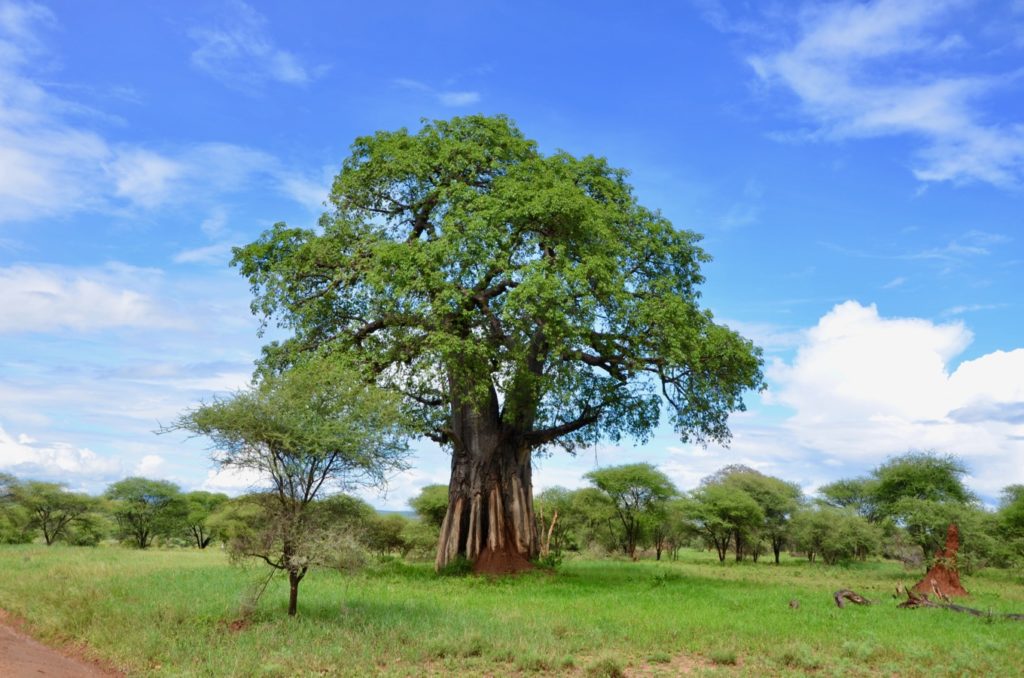 Monkey bread tree in Tarangire National Park