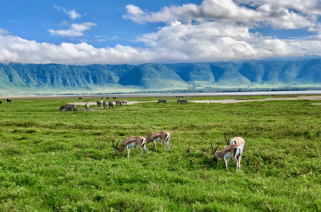 Animals in the mighty Ngorongoro Crater