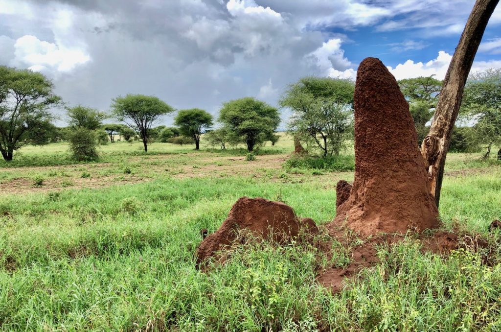 Termite pile in Tarangire National Park