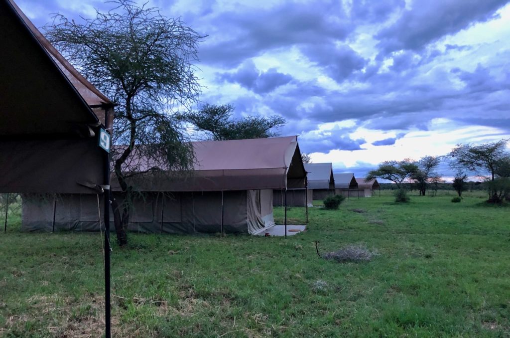 The Serengeti Thorn Tree Camp at dusk