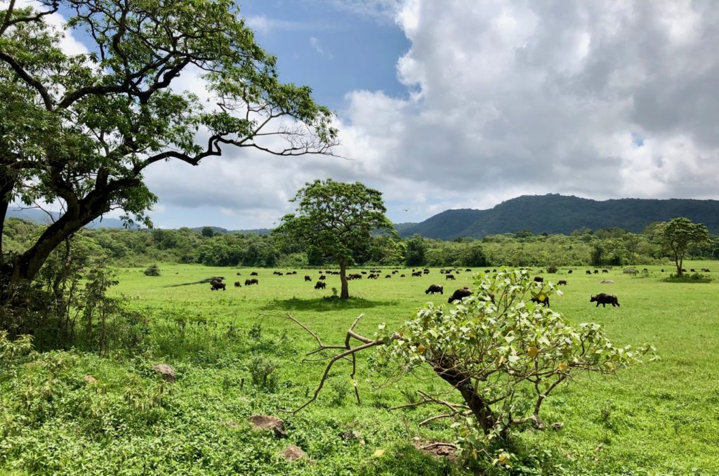 Grazing animals in the Arsuha National Park