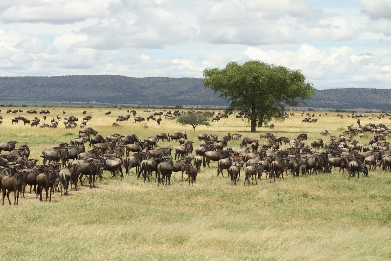gnou en serengeti