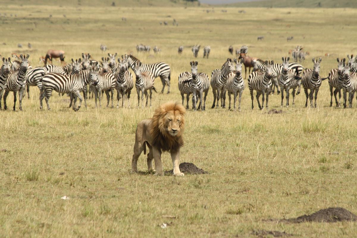 lion devant les zèbres maasai mara Kenya